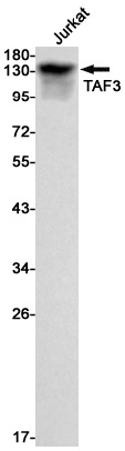 TAF3 Antibody