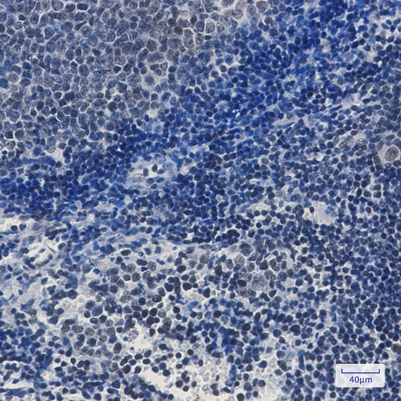 TAF3 Rabbit mAb