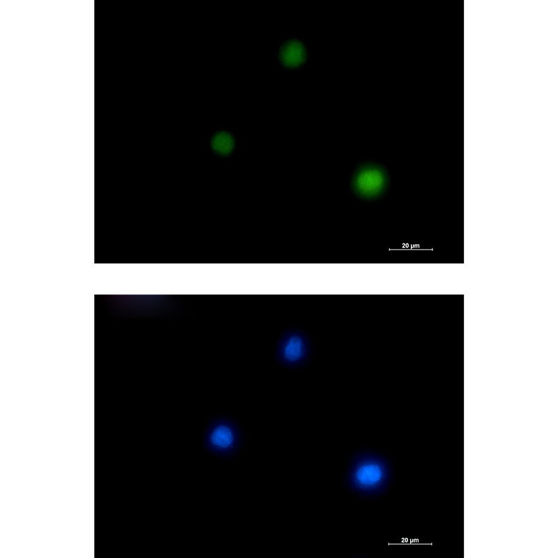 GATA1 Rabbit mAb