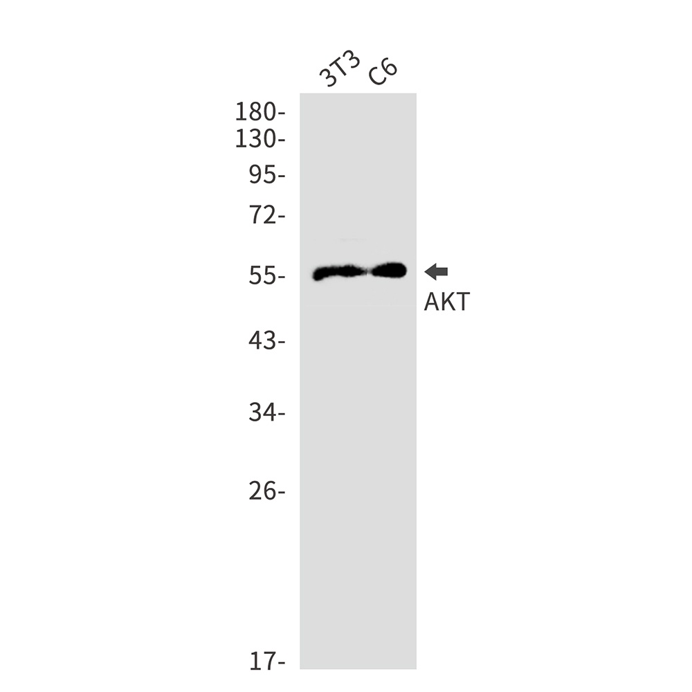 AKT Rabbit pAb