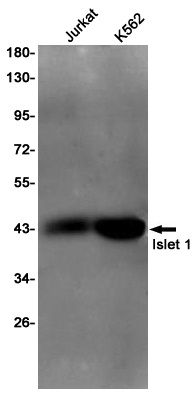 Islet 1 Rabbit pAb