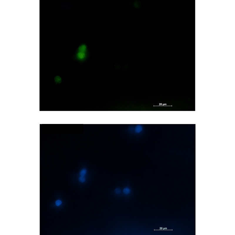 LEF1 Antibody