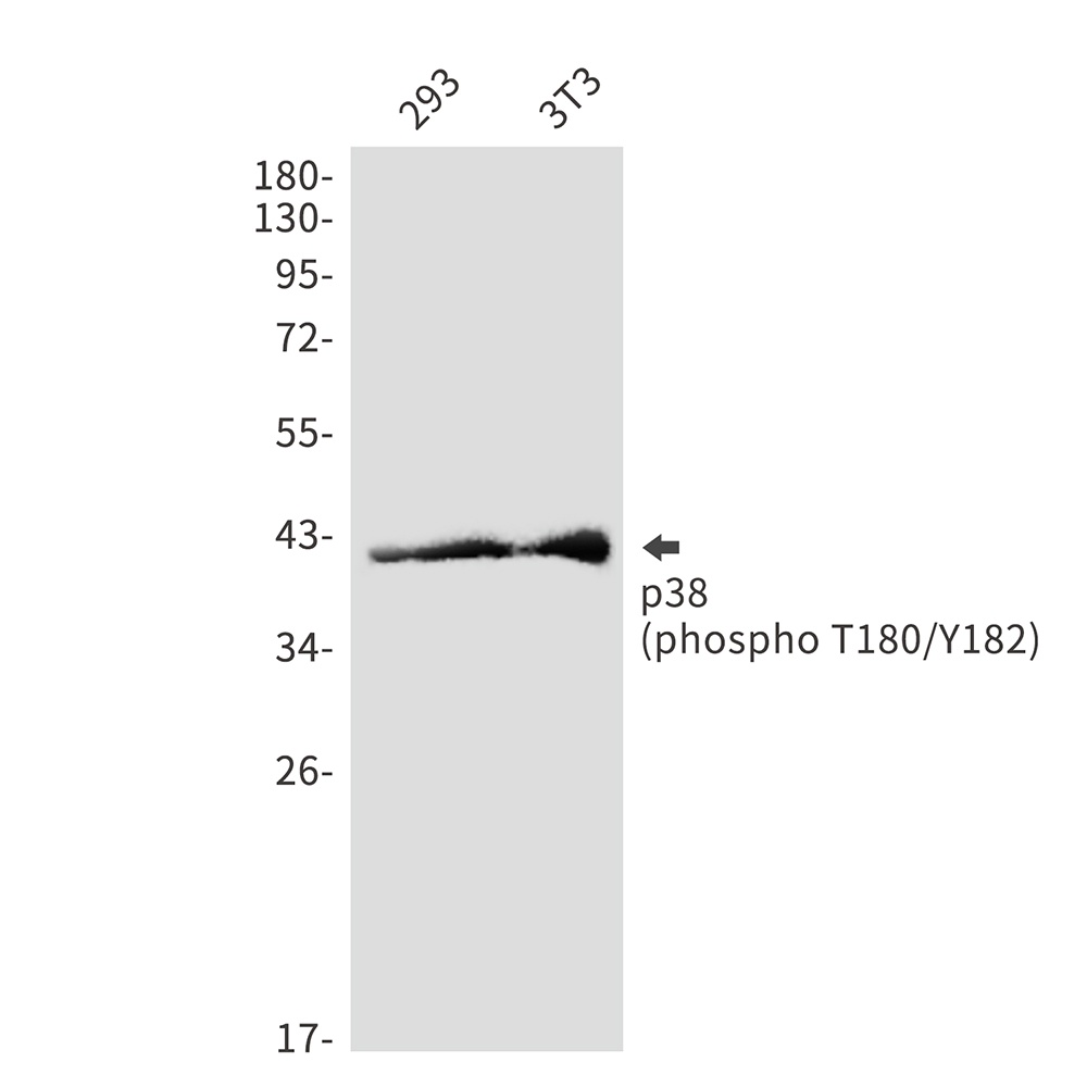 Phospho-p38 (Thr180/Tyr182) Rabbit pAb