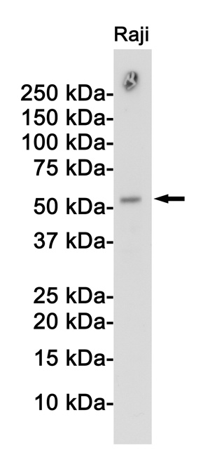 APG5L Rabbit pAb