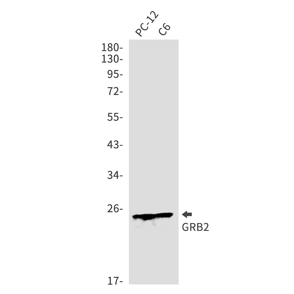 GRB2 Rabbit pAb