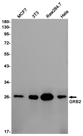 GRB2 Rabbit pAb
