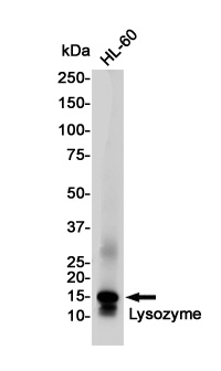 Lysozyme Rabbit pAb