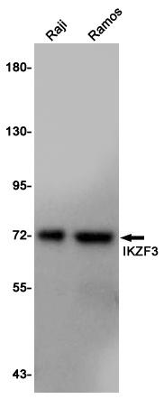 IKZF3 Rabbit pAb