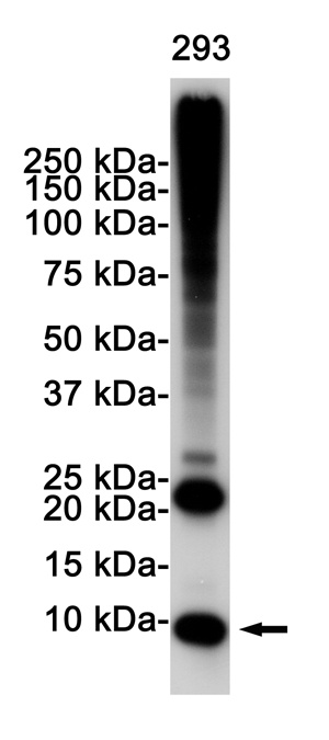 Ubiquitin Rabbit pAb
