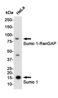 SUMO1 Antibody