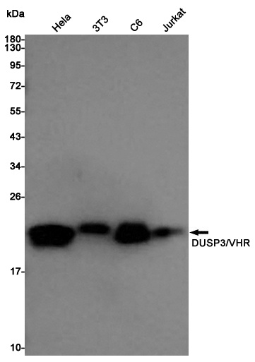 DUSP3 Rabbit pAb