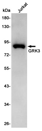 GRK3 Rabbit pAb