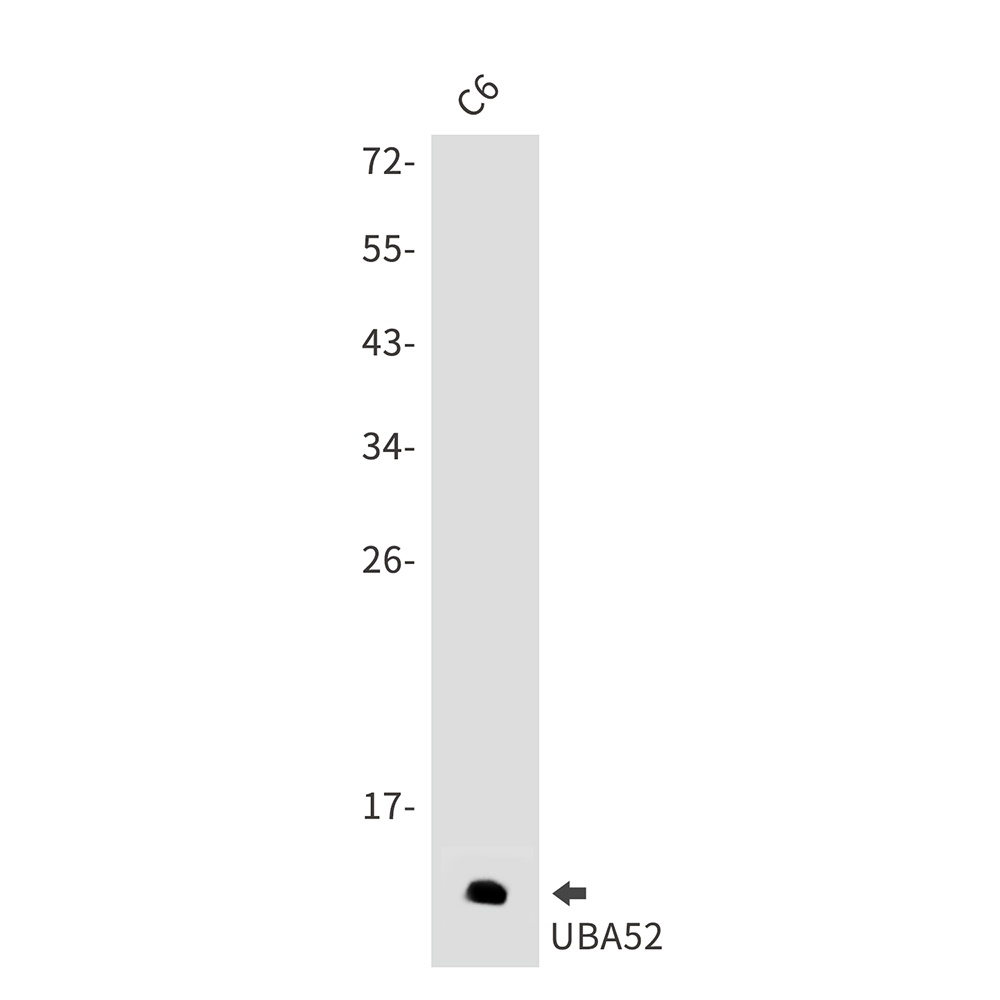 Ubiquitin 60S Ribosomal Protein L40 Rabbit pAb