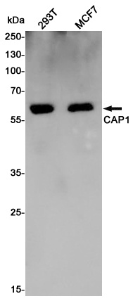 CAP1 Rabbit pAb