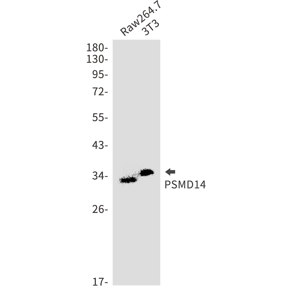 PSMD14 Antibody