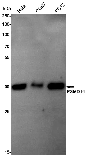 PSMD14 Rabbit pAb