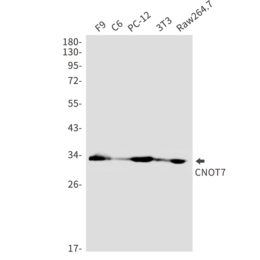 Cnot7 Antibody
