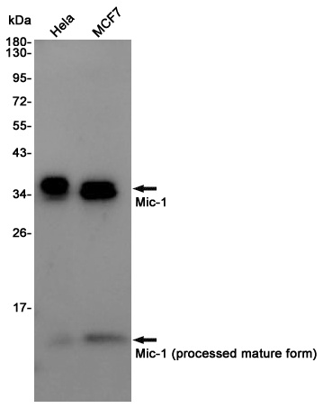 GDF15 Antibody