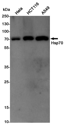 Hsp70 Rabbit pAb