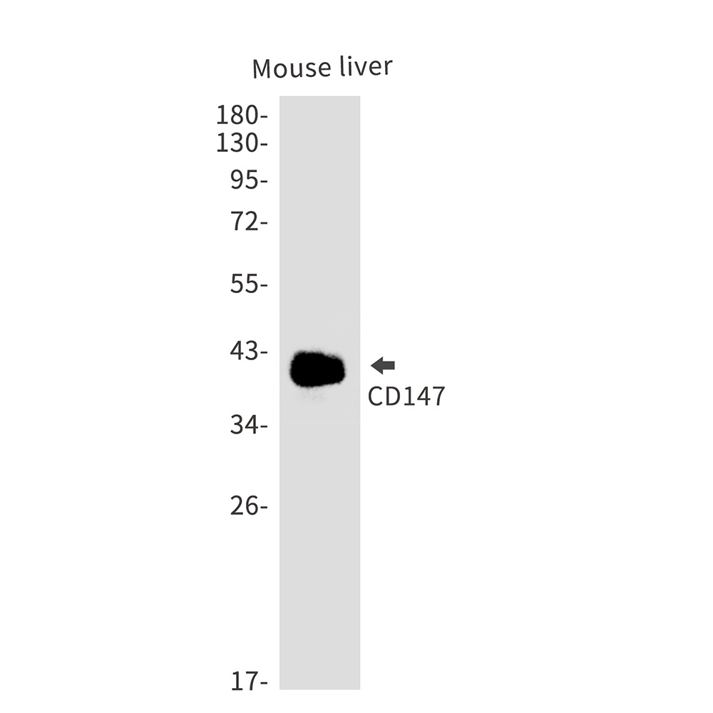 CD147 Rabbit pAb