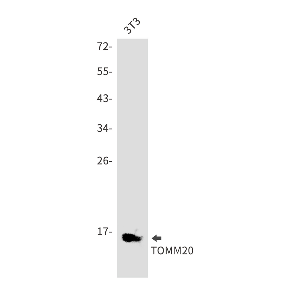 TOMM20 Rabbit pAb
