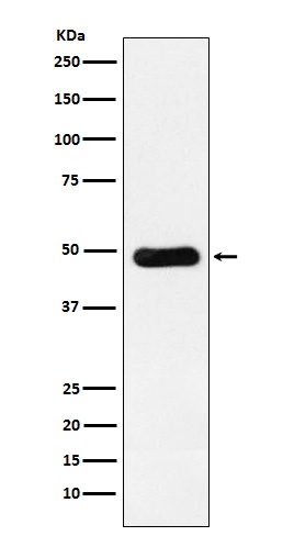 RBBP4 Antibody