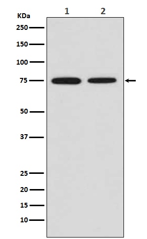 MSR1 Antibody