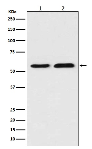 Thioredoxin Reductase 1 Rabbit pAb