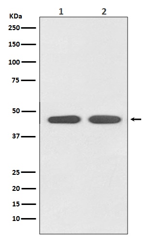 AGTR1 Antibody