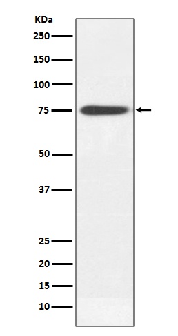 Human IgM Rabbit pAb