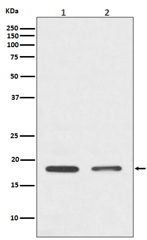Histone H3 Rabbit pAb