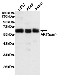 AKT Rabbit pAb