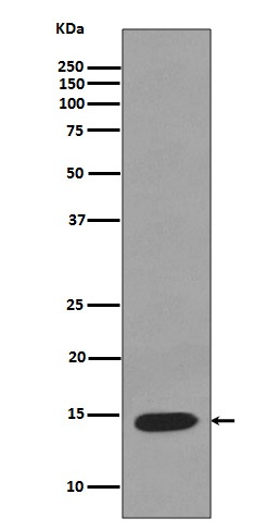Lysozyme Rabbit pAb