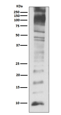 Ubiquitin Rabbit pAb