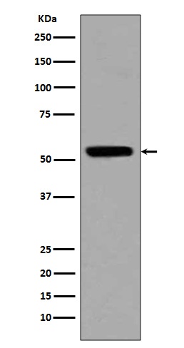 Acetyl-p53 (Lys370) Rabbit pAb
