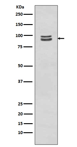 STAT3 Antibody