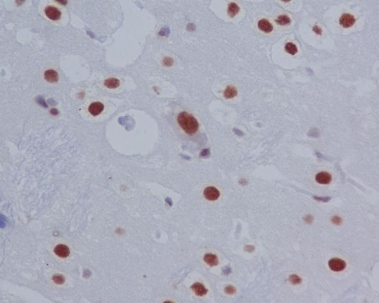 Phospho-STAT3 (Ser727) Rabbit pAb