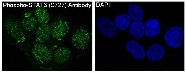 Phospho-STAT3 (Ser727) Rabbit pAb