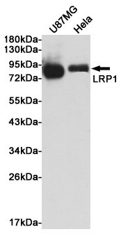 LRP1 Rabbit pAb