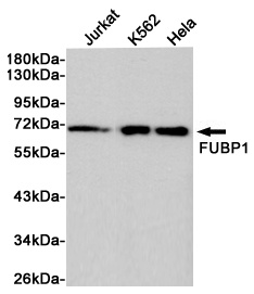 FUBP1 Rabbit pAb