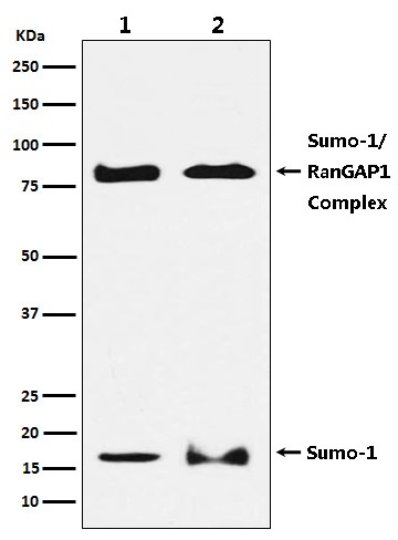 SUMO1 Rabbit pAb