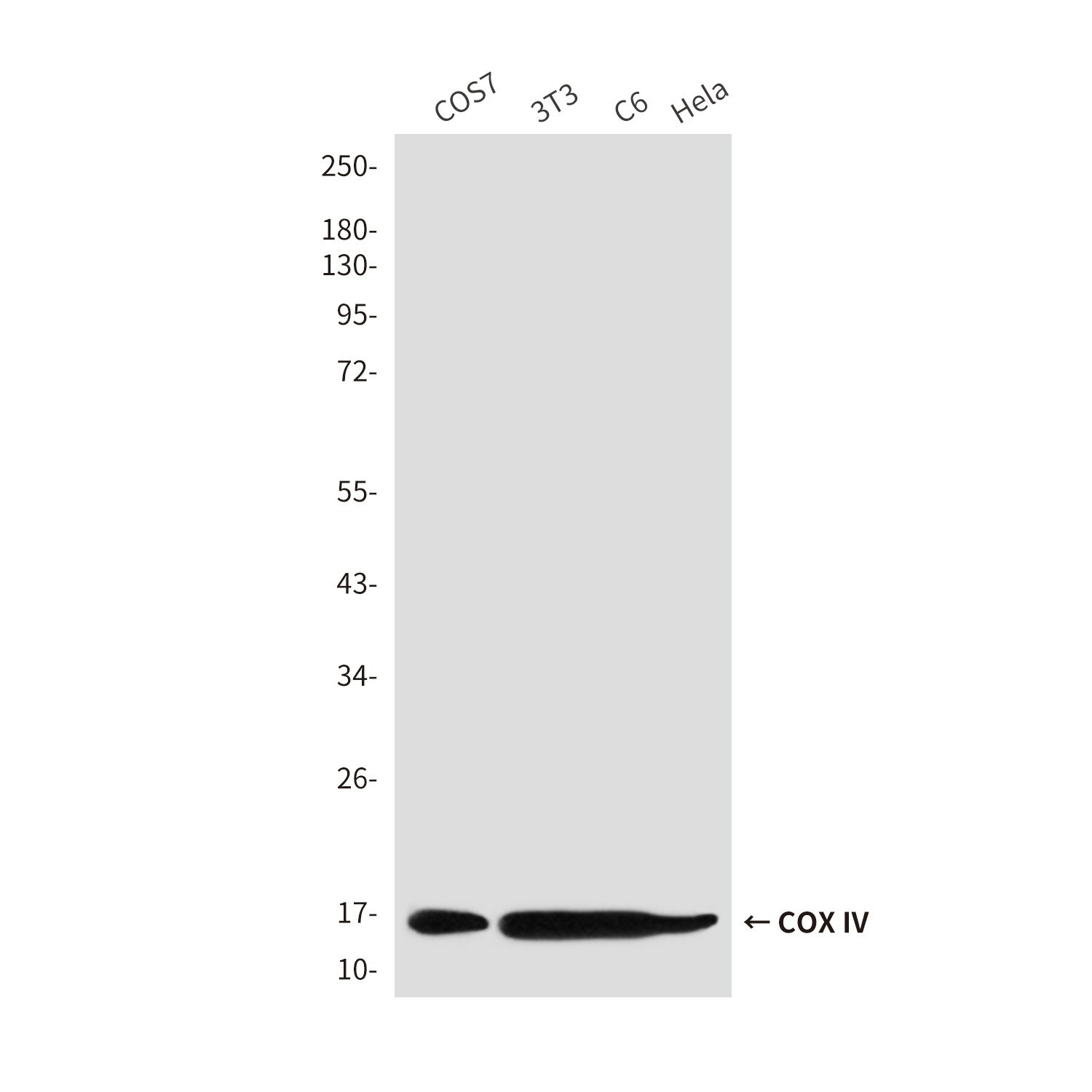 COX IV (4D2) Mouse mAb