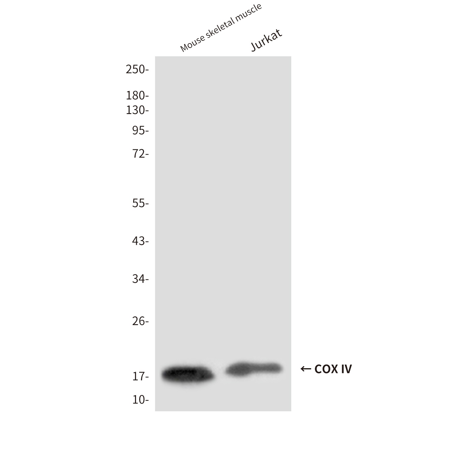 COX4I1 Antibody