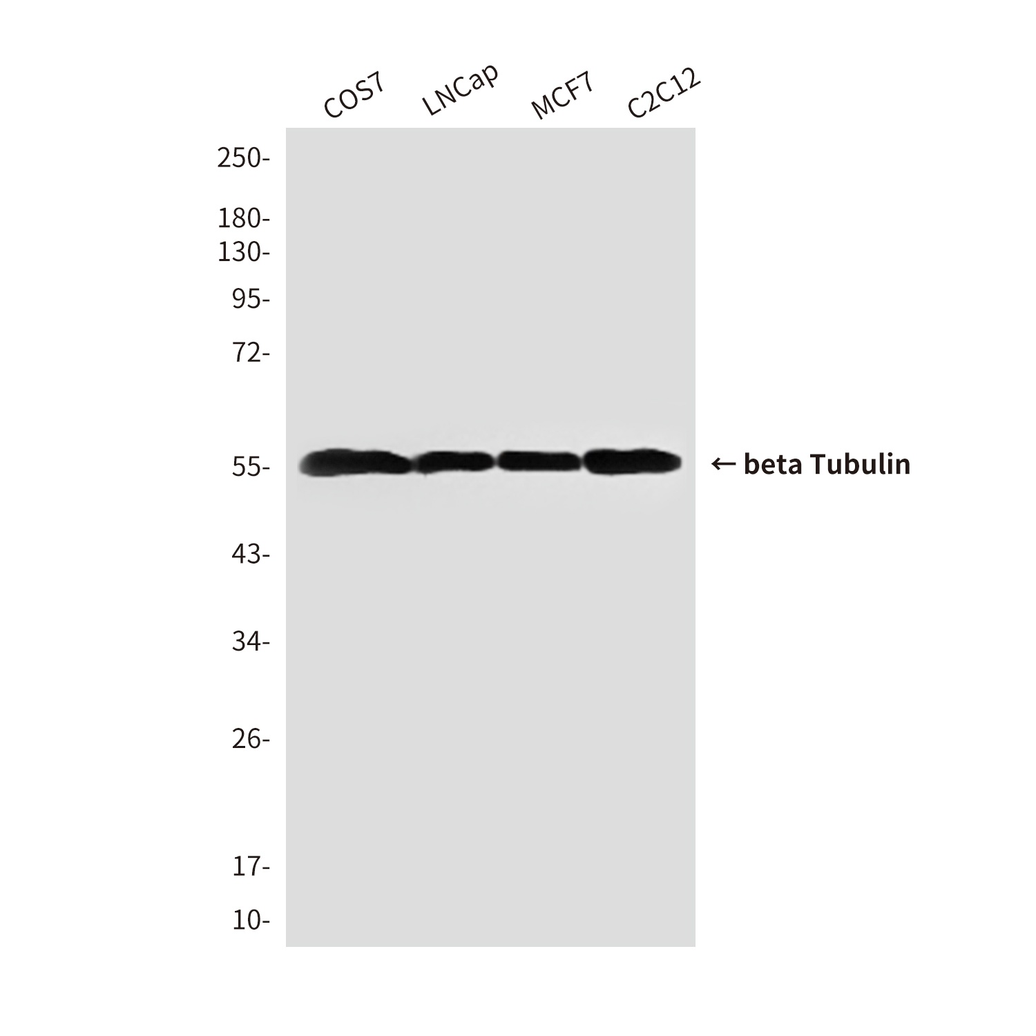 beta Tubulin (1E1) Mouse mAb