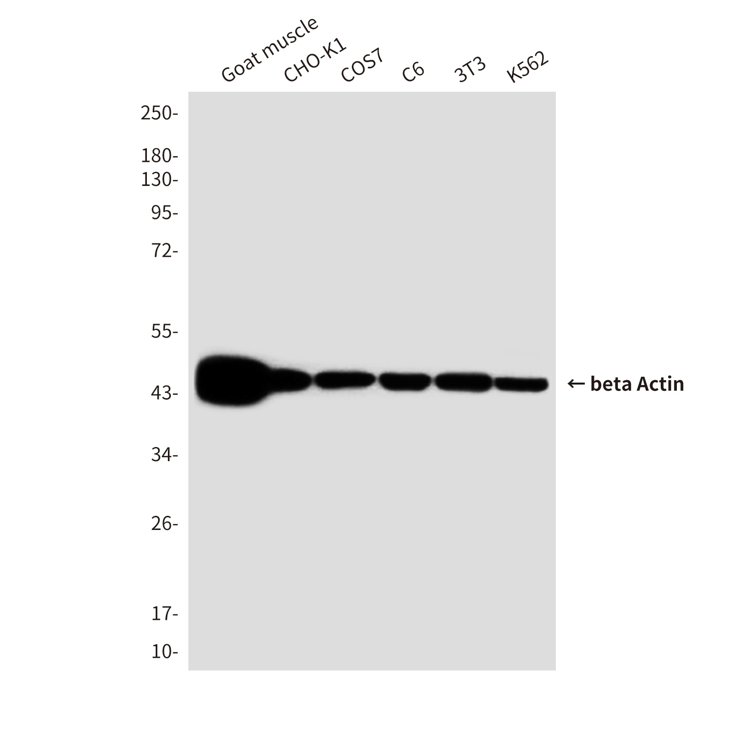 beta Actin (8F10) Mouse mAb