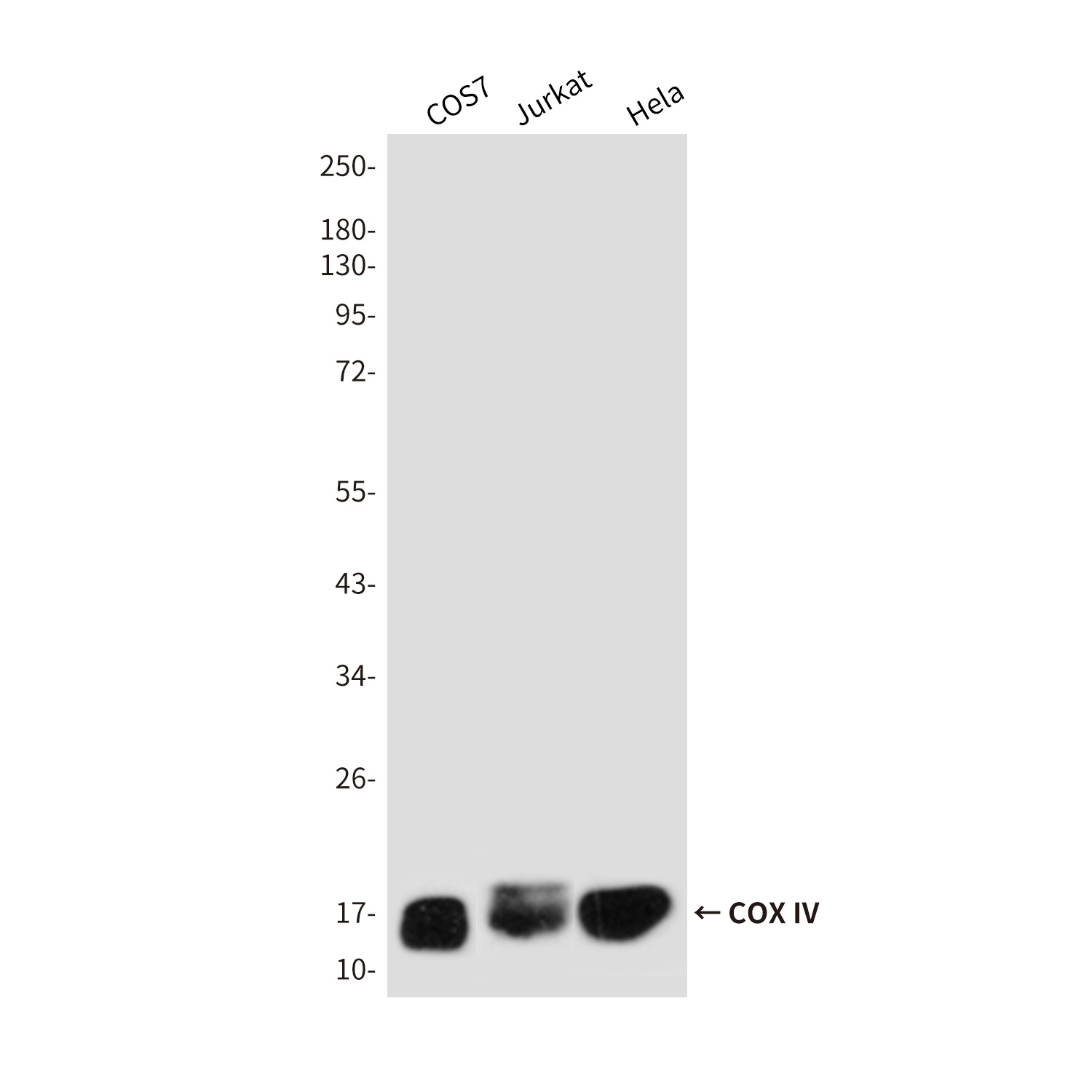 COX IV Mouse mAb