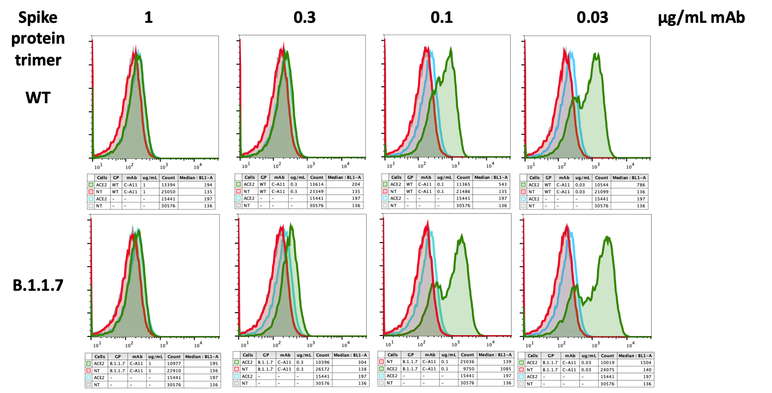 SARS-CoV-2 spike protein (RBD) neutralizing (C-A11) rabbit mAb