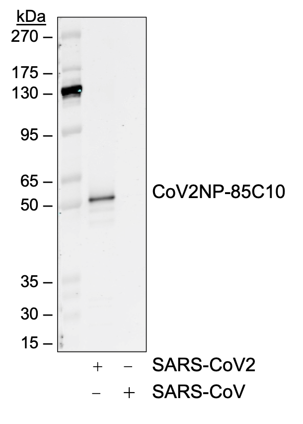 SARS-CoV-2 NP (85C10) rabbit mAb Antibody