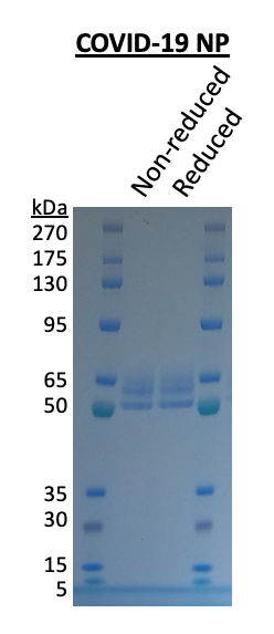SARS-CoV-2 Nucleoprotein-20 uL