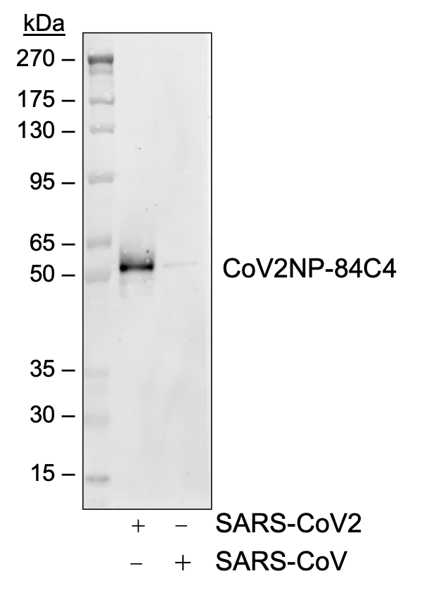 SARS-CoV-2 NP (84C4a) rabbit mAb